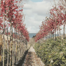 Rows of potted Prunus campanulata 'Felix Jury' trees with vibrant red blossoms line a nursery path. Green hedges and distant mountains add depth.