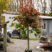 Acer palmatum 'Ōsakazuki' tree in a black pot. Its leaves display vibrant shades of red and green.