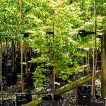 Acer palmatum 'Senkaki' in a black pot, showcasing vibrant green leaves and a striking red trunk, ready for planting