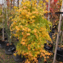 Acer palmatum 'Ukon' Japanese maple in fall: Green to golden yellow leaves on a compact, bushy tree in a black grow bag.
