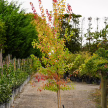 Acer buergerianum sapling in pot, showcasing vibrant autumn foliage: green, yellow, and red leaves.