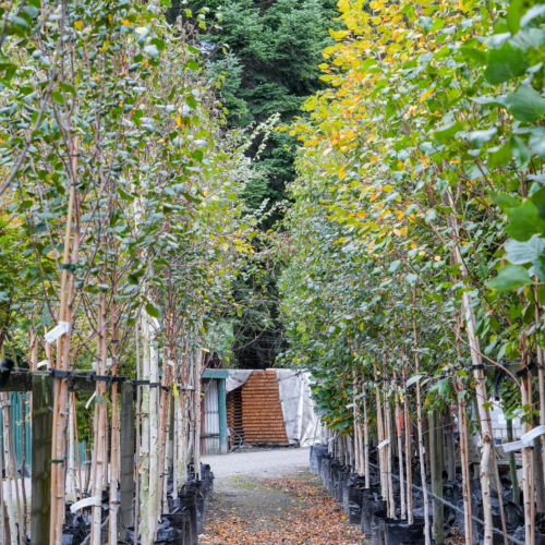 Rows of potted Betula populifolia 'Whitespire' trees with white bark and green leaves, some turning yellow, in a plant nursery setting.