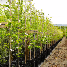 Row of Cornus 'Eddie's White Wonder' trees in black pots, supported by stakes and a frame. Young trees with green leaves and white flowers.