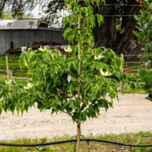Cornus kousa 'Milky Way' tree in a pot, staked with bamboo. Green leaves and creamy white flowers. Ready for planting.