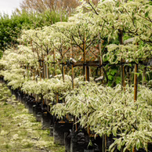 Row of Cornus controversa 'Variegata' trees in pots, showcasing their variegated leaves and tiered branching.