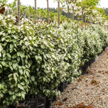 Elaeagnus x submacrophylla plants in black pots, forming a dense green hedge. Ideal for landscaping and privacy screens.