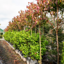 Prunus campanulata 'Felix Jury' trees in black grow bags, lined up in a nursery, showing vibrant red autumn foliage.