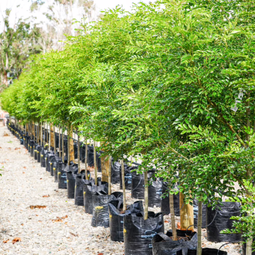 Fraxinus griffithii trees in black planters, lined up in a nursery setting. Ideal for landscaping and creating lush greenery.
