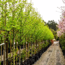 Rows of young Liquidambar styraciflua 'Worplesdon' trees in black nursery pots, showcasing their vibrant green foliage and slender trunks, ready for planting.