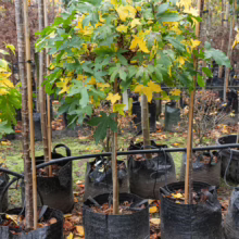 Young Liquidambar styraciflua ‘Gumball’ tree in a black grow bag. Green leaves transition to yellow in autumn.