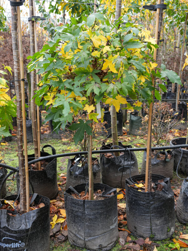 <i>Liquidambar styraciflua</i> 'Gumball' - Image 8