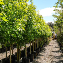 Liquidambar styraciflua 'Worplesdon' trees in black pots, showcasing their vibrant green foliage in a garden setting.