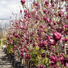 Magnolia 'Genie' trees in black pots, showcasing deep burgundy flower buds along bare branches in a nursery setting