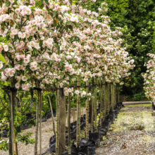 Rows of potted Malus ioensis ‘Plena’ trees with pale pink blossoms. Nursery setting with gravel path and green foliage.
