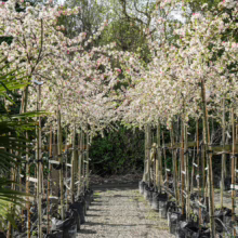 Rows of potted Malus x floribunda trees, supported by bamboo, burst with white & pink blossoms, ready for planting.