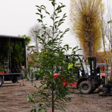 Michelia 'Inspiration' tree: young, upright tree with glossy green leaves in a black container, ready for planting