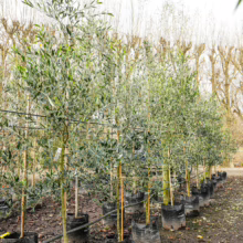 Olive 'Leccino' trees in black grow bags, ready for planting. Young trees with slender trunks and silvery-green leaves.