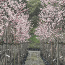 Rows of Prunus campanulata 'Pink Cloud' trees in black pots, many blooming with delicate pink flowers