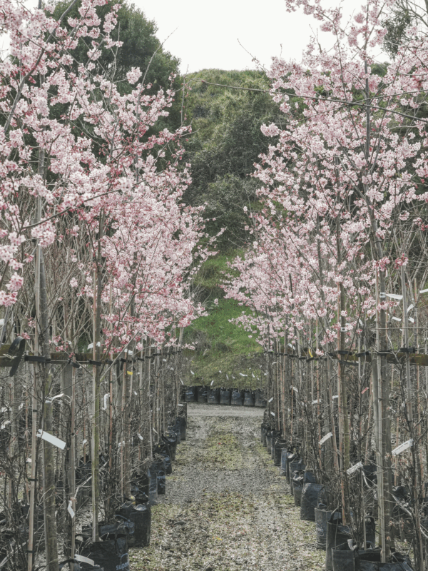 45L Prunus campanulata 'Pink Cloud' (Taiwan Cherry) in August 2025 at Leafland Nursery.