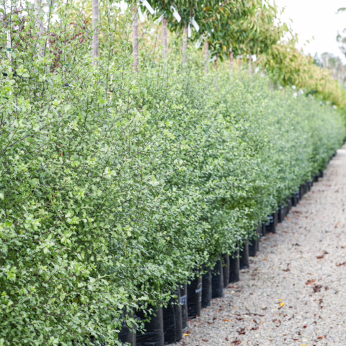 Rows of potted Pittosporum tenuifolium 'Wrinkle Blue' shrubs with dense, small, blue-green leaves, ready for planting as hedging or screening.