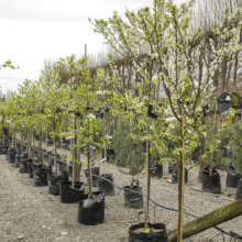 Row of potted Plum 'Black Doris' trees, blooming with white flowers in black pots, ready for planting