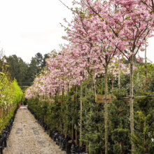 Row of Prunus 'Accolade' trees in full pink bloom, potted in black bags at a nursery. Gravel path leads into the distance.