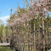 Row of Prunus x subhirtella 'Autumnalis Rosea' trees in pots, showcasing delicate pink blossoms against a bright blue sky