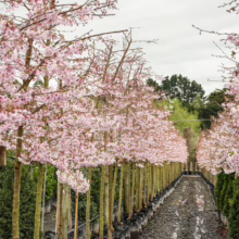 Row of Prunus x yedoensis 'Awanui' trees, light pink blossoms in black pots, nursery setting