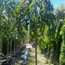 Weeping Higan Cherry 'Falling Snow' tree in container. Graceful, cascading branches with green leaves.
