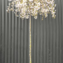 Prunus x subhirtella 'Falling Snow' tree in bloom; weeping branches covered in delicate white flowers against a dark gray background.