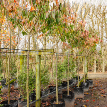 Rows of young Prunus serrulata 'Shimidsu-sakura' trees in black pots, displaying green and reddish leaves at a tree nursery.