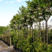 Rows of Prunus serrulata 'Shirotae' trees in pots, showing white blossoms and green foliage, ready for planting