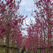 Prunus campanulata 'Superba' trees in rows, bursting with vibrant pink bell-shaped flowers against a cloudy sky. Spring blossom display.