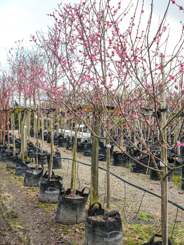 45L Prunus mume 'The Geisha' (Japanese Apricot) July 2025 at Leafland Nursery