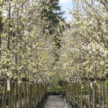 Pyrus calleryana 'Bradford' trees in rows, potted in black containers, covered in spring's white blooms