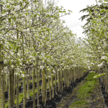 Pyrus calleryana 'Kea' saplings in black pots, lined up in rows; trees covered in white blossoms in early spring