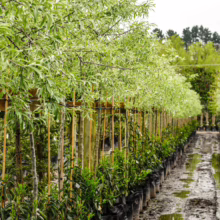 Pyrus salicifolia 'Pendula' trees in black nursery pots, supported by bamboo stakes, forming a row in a tree nursery