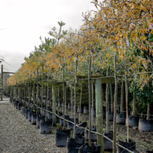 Rows of Pyrus salicifolia 'Pendula' trees in black grow bags, supported by wooden posts. Autumn foliage adds golden color to the weeping branches.