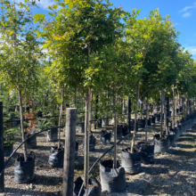 Rows of potted Alectryon excelsus (Titoki) trees with lush green foliage, ready for planting. Healthy nursery stock in black pots.