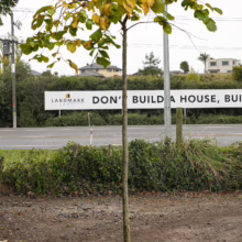 Ulmus glabra ‘Pendula’ sapling in pot, showing autumn foliage. Weeping elm tree with yellowing leaves against a backdrop of a roadside sign.