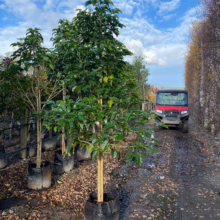 Vitex lucens tree in a black grow bag, lush green foliage. Nursery setting with other Vitex lucens visible.