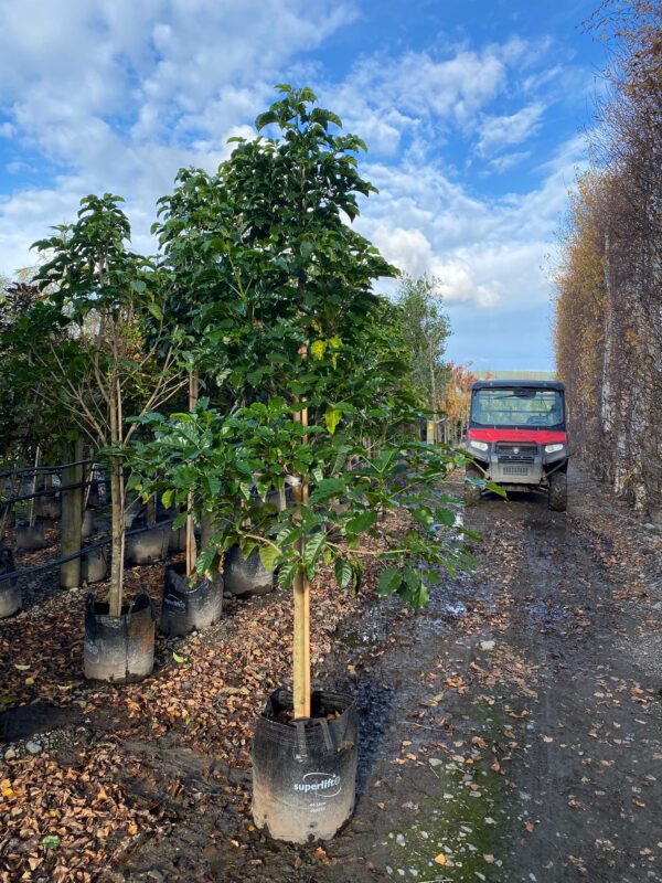 45L Vitex lucens (Pūriri) June 2025 at Leafland.
