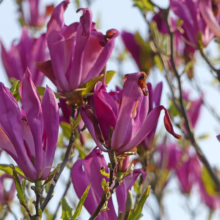 Close-up of 'Susan' Magnolia showing deep purple, tulip-shaped blossoms and new green leaves against a bright sky