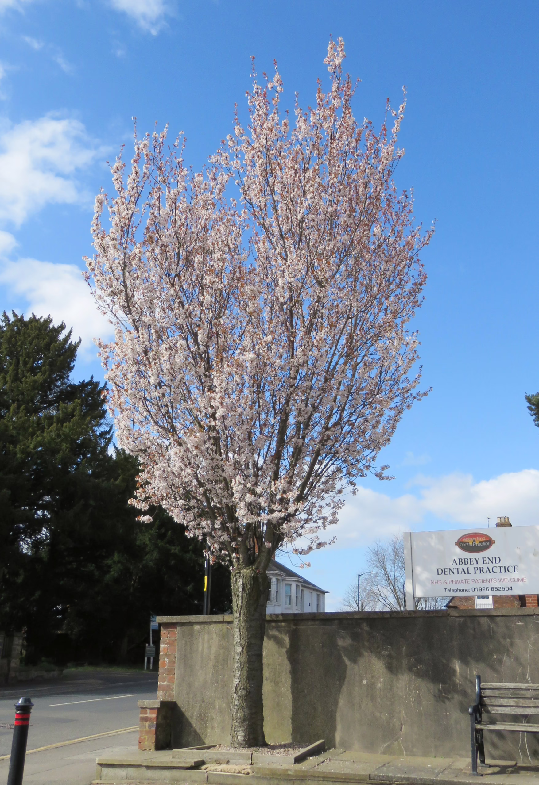 Prunus x hillieri 'Spire' tree in full bloom, showcasing delicate white-pink flowers against a bright blue sky.