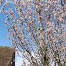 Prunus x hillieri 'Spire' cherry tree in full bloom, showcasing delicate pink-white blossoms against a bright blue sky