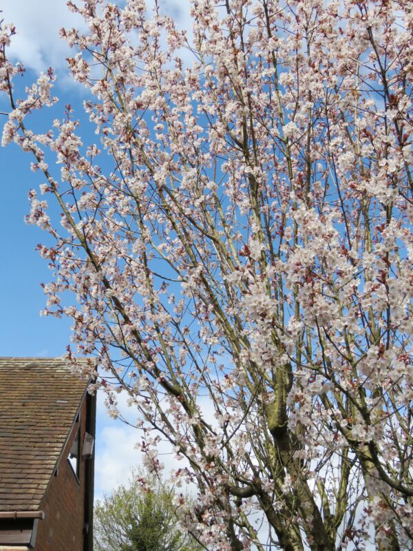Prunus x hillieri 'Spire' (Flowering Cherry) flowering branches.