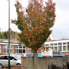 Prunus x hillieri 'Spire' tree with green and red autumn foliage in an urban setting, planted near a brick wall and street lamp.