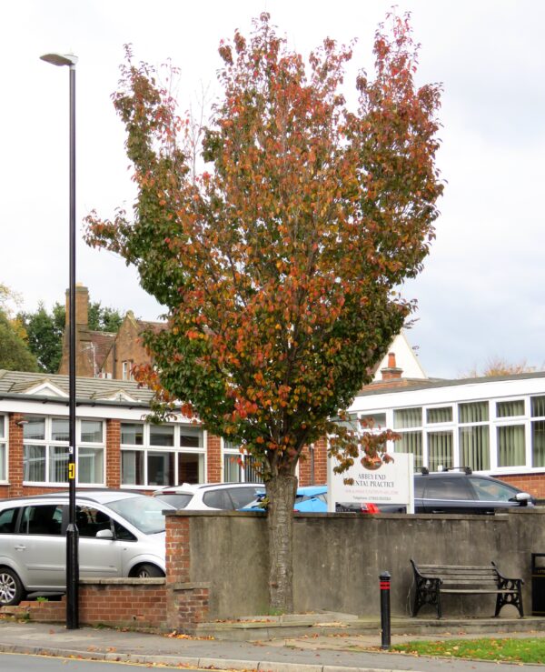 Prunus x hillieri 'Spire' (Flowering Cherry) autumn colour.