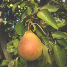 Ripe 'Worden Seckel' pear hangs from a tree branch, its yellow skin speckled with red, surrounded by green leaves.