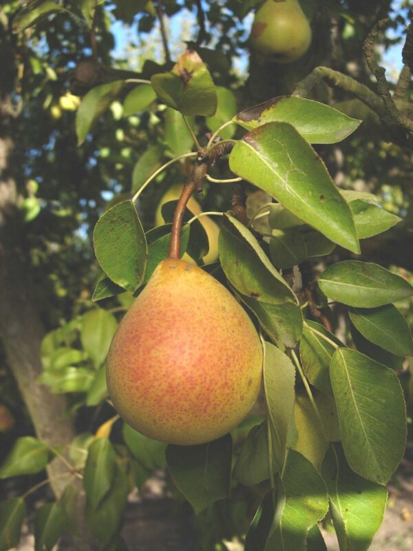 <i>Pyrus communis</i> 'Worden Seckel' - Image 4